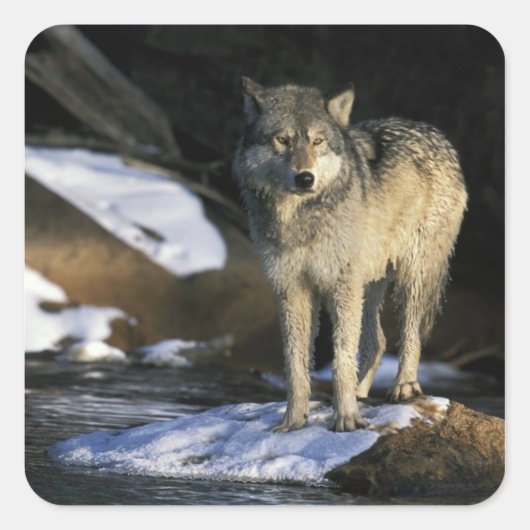 USA, Minnesota. Wolf (Canis Quadratischer Aufkleber (Vorderseite)