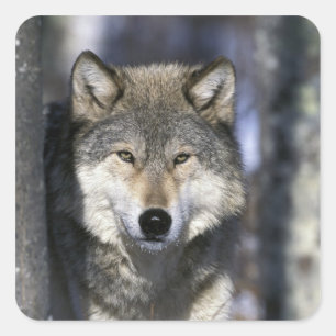 USA, Minnesota. Wolf Canis Quadratischer Aufkleber