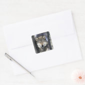 USA, Minnesota. Wolf Canis Quadratischer Aufkleber (Umschlag)