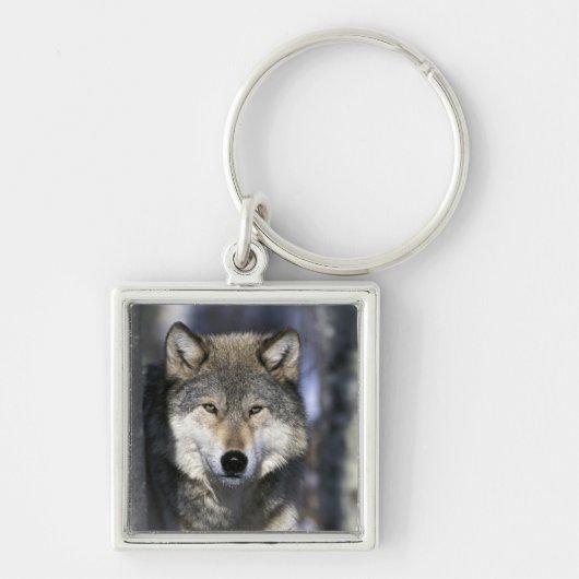 USA, Minnesota. Wolf Canis Schlüsselanhänger (Vorne)