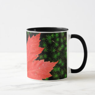 USA, Missouri, Mark Twain Nationalforst Tasse
