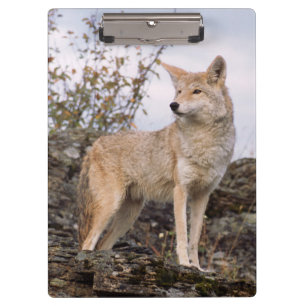 USA, Montana, Kalispell. Coyote in Triple D Klemmbrett