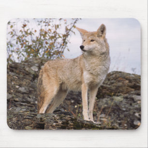 USA, Montana, Kalispell. Coyote in Triple D Mousepad