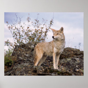 USA, Montana, Kalispell. Coyote in Triple D Poster