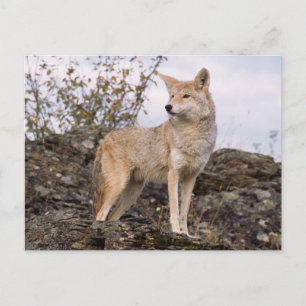 USA, Montana, Kalispell. Coyote in Triple D Postkarte