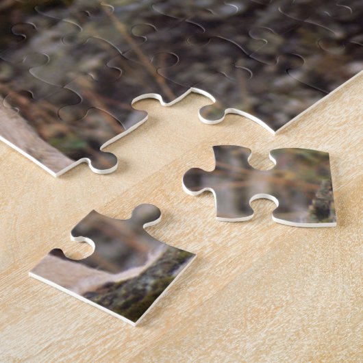 USA, Montana, Kalispell. Coyote in Triple D Puzzle (Seite)