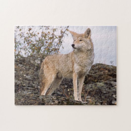 USA, Montana, Kalispell. Coyote in Triple D Puzzle (Horizontal)