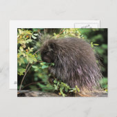 USA, Montana, Kalispell. Porcupine und Hüften der  Postkarte (Vorne/Hinten)