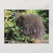 USA, Montana, Kalispell. Porcupine und Hüften der Postkarte (Vorderseite)