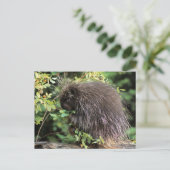 USA, Montana, Kalispell. Porcupine und Hüften der Postkarte (Stehend Vorderseite)