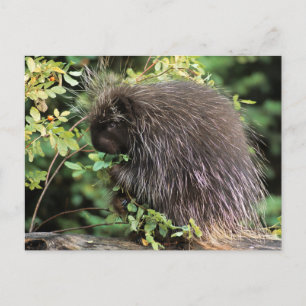 USA, Montana, Kalispell. Stachelschwein und Hagebu Postkarte