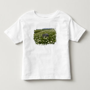 USA, Montana, Wilde Margerite blüht auf einer Wies Kleinkind T-shirt