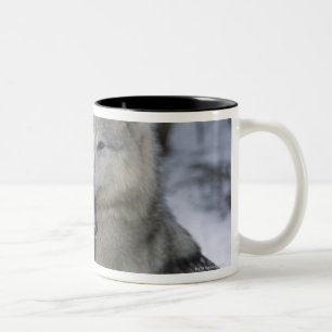 USA, Montana, Wölfe, die im Schnee spielen Zweifarbige Tasse
