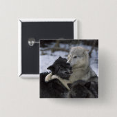 USA, Montana, Wolfen im Schnee Button (Vorne & Hinten)