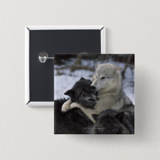 USA, Montana, Wolfen im Schnee Button (Vorne & Hinten)