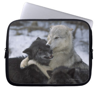 USA, Montana, Wolfen im Schnee Laptopschutzhülle