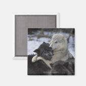 USA, Montana, Wolfen im Schnee Magnet (Vorderseite/Rückseite)