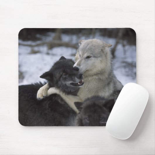 USA, Montana, Wolfen im Schnee Mousepad (Mit Mouse)