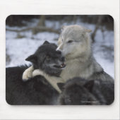 USA, Montana, Wolfen im Schnee Mousepad (Vorne)