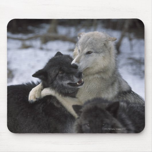 USA, Montana, Wolfen im Schnee Mousepad (Vorne)
