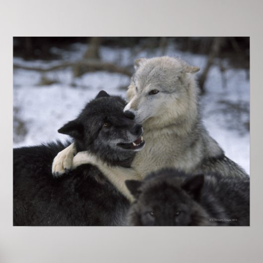 USA, Montana, Wolfen im Schnee Poster (Vorne)