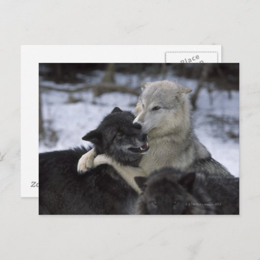 USA, Montana, Wolfen im Schnee Postkarte (Vorne/Hinten)