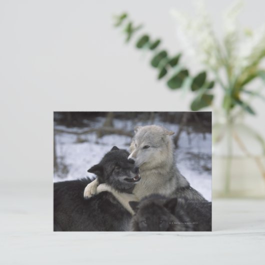 USA, Montana, Wolfen im Schnee Postkarte (Stehend Vorderseite)