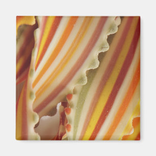 USA. Nahaufnahme von getrockneten Regenbogen-Pasta Magnet