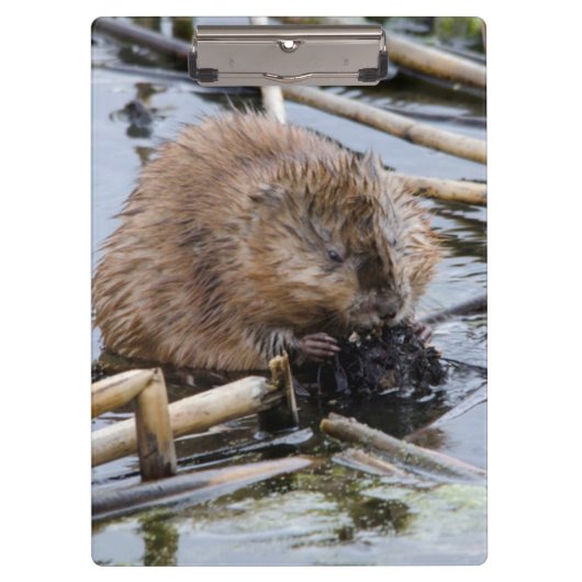 USA, Nebraska. Biber Klemmbrett (Vorderseite)