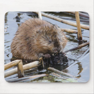 USA, Nebraska. Biber Mousepad