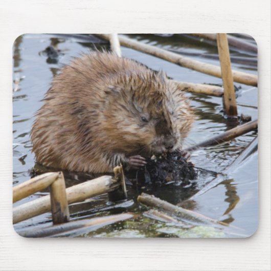 USA, Nebraska. Biber Mousepad (Vorne)