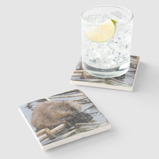 USA, Nebraska. Biber Steinuntersetzer (Seitenansicht)