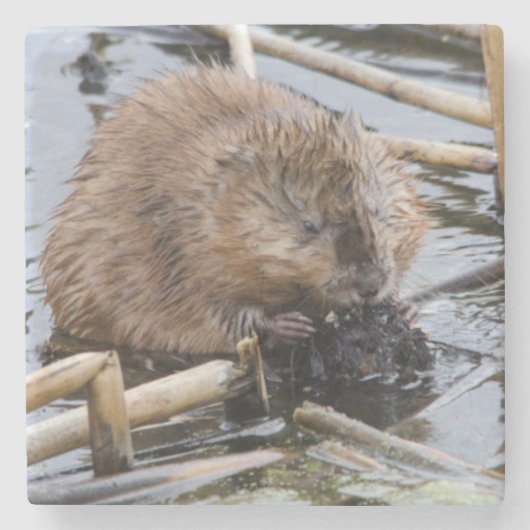 USA, Nebraska. Biber Steinuntersetzer (Vorderseite)