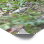 USA, Nebraska. Chickens Poster (Ecke)