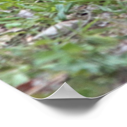 USA, Nebraska. Chickens Poster (Ecke)