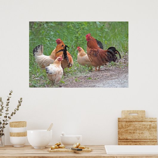 USA, Nebraska. Chickens Poster (Küche)