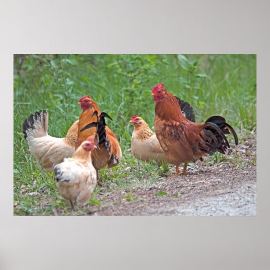 USA, Nebraska. Chickens Poster (Vorne)