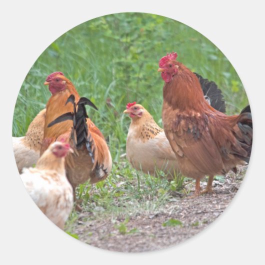 USA, Nebraska. Chickens Runder Aufkleber (Vorderseite)