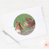 USA, Nebraska. Chickens Runder Aufkleber (Umschlag)