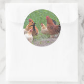 USA, Nebraska. Chickens Runder Aufkleber (Tasche)