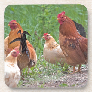USA, Nebraska. Chickens Untersetzer