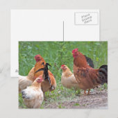 USA, Nebraska. Hühner Postkarte (Vorne/Hinten)