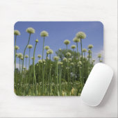 USA, Neuengland, Massachusetts, Boston, 3 Mousepad (Mit Mouse)