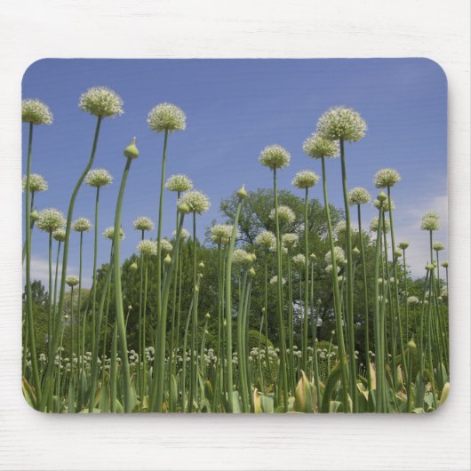 USA, Neuengland, Massachusetts, Boston, 3 Mousepad (Vorne)