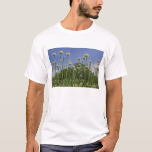 USA, Neuengland, Massachusetts, Boston, 3 T-Shirt