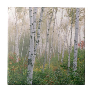 USA, New Hampshire. Birken im auflösenden Nebel Fliese