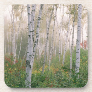 USA, New Hampshire. Birken im auflösenden Nebel Untersetzer
