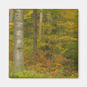 USA, New Hampshire, Livermore, White Mountain Magnet