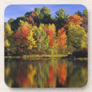 USA, New Hampshire, Moultonborough. Bäume in Untersetzer