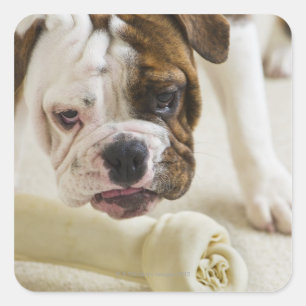 USA, New Jersey, Jersey City, Niedlicher Bulldog, Quadratischer Aufkleber